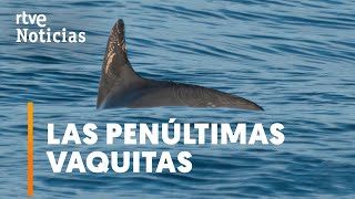 MÉXICO El MAMÍFERO MARINO en MAYOR PELIGRO la VAQUITA de MAR se RESISTE a la EXTINCIÓN  RTVE [upl. by Idnac]