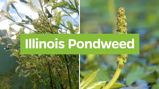 Illinois Pondweed Potamogeton illinoensis  Plant Identifcation [upl. by Rossi284]