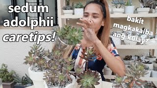 SEDUM ADOLPHII CARE AND TIPS IN LOWLAND  How To Stress Succulents  Philippines [upl. by Trant998]