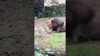 A Bronx Zoo Lion having a roaring competition with another Lion 100 ft away [upl. by Neela]