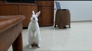 खरगोश का खेल  Trained rabbit is playing game with owner  पालतू खरगोश ka bonding with owner [upl. by Ebert]