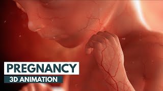 Pregnancy A MonthByMonth Guide  3D Animation [upl. by Ahsiryt]