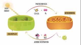 Photosynthesis and Respiration [upl. by Abbi]