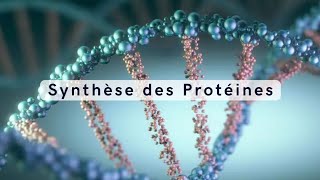 synthèse des Protéines شرح بالدارجة 🔥 [upl. by Idnac316]