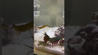 Feeding my Mantis Shrimp a MASSIVE SHRIMP [upl. by Aisad]