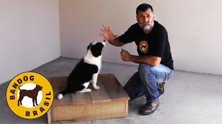 Como adestrar um CACHORRO FILHOTE  Uma aula prática [upl. by Jahdal582]