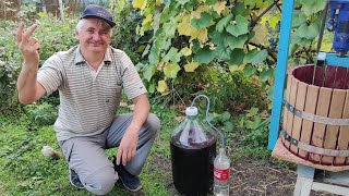 Home winemaking Making red wine from grape berries at home Part 2 [upl. by Nosduh]