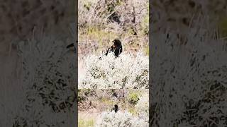 RedWinged Blackbird Vocalizing in Washoe wildlife nature birds Lake State Park [upl. by Aisemaj]