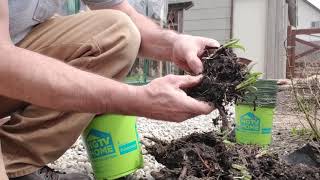 How To Propagate Comfrey From Root Cuttings and Crowns [upl. by Quent]