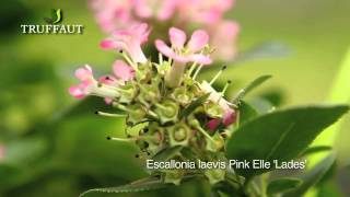 Escallonia Laevis Pink Elle  plantation et entretien  Truffaut [upl. by Nivrag]