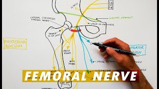 Femoral Nerve branches  Anatomy Tutorial [upl. by Risser]