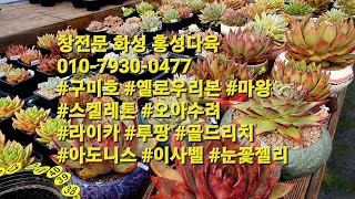 창전문 화성 홍성다육 01079300477 구미호 옐로우리본 마왕 스켈레톤 오아수려 라이카 루팡 골드리치 아도니스 이사벨 눈꽃젤리 [upl. by Ardnohsed]