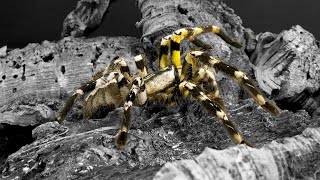 Poecilotheria regalis  Ptasznik królewski  ROYAL 👑 [upl. by Sabino515]