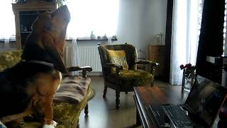 Basset hounds howling with Mishka HD [upl. by Eserahs]