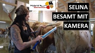 Rinderbesamung mit Kamera EyeBreed im neuen Kuhstall landwirtschaft [upl. by Arocal]