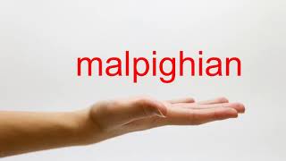 How to Pronounce malpighian  American English [upl. by Bonneau492]