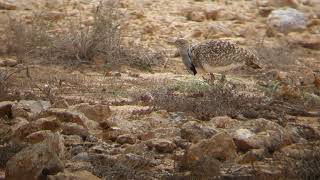 Houbara Bustard in Fuerteventura [upl. by Roter]