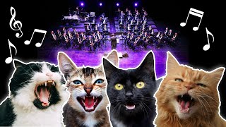 Cats Meowing in the Cat Meow Choir [upl. by Cirenoj]