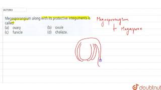 Megasporangium along with its protective integuments is called  12  SEXUAL REPRODUCTION IN FL [upl. by Elfstan487]
