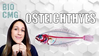 Osteichthyes classificação e biologia dos quotpeixesquot ósseos [upl. by Ellennaj823]