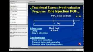 Estrus Synchronization in Heifers and Cows [upl. by Monroy]