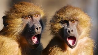 Monkey Sounds  Beautiful Monkey Sounds From Each Other [upl. by Dunaville]