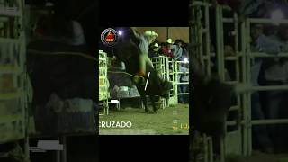 El toro campeón del torneo de Iguala [upl. by Anuahsar725]