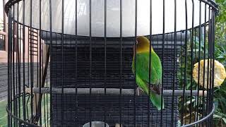 contoh dobelan lovebird betina menuju konslet [upl. by Dwinnell]