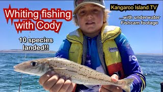 Kangaroo Island whiting fishing  10 species with fishcam [upl. by Ahsinit]