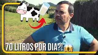 Quantos litros de leite uma vaca açoriana dá por dia [upl. by Kass]