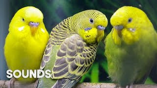 Budgies singing in Pet Store  Parakeet Sounds  1 Hour [upl. by Nuhsed214]