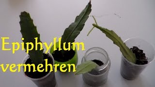 Kaktus Epiphyllum vermehren Ableger Steckling bewurzeln  Blattkaktus vermehren [upl. by Ayekram308]