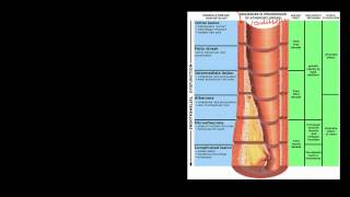 Pathophysiology of Cerebrovascular Accidents [upl. by Acirea865]