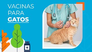 Quais vacinas os gatos devem tomar [upl. by Nostaw]