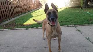 Before You Get A Belgian Malinois WATCH THIS [upl. by Minne]