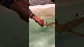 Hand Feeding a Blacktip Shark aquarium shark [upl. by Kammerer312]