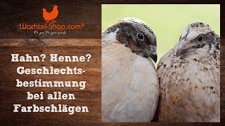 Hahn Henne Geschlechtsbestimmung bei Legewachteln inkl Kloakentest [upl. by Hallee35]