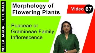 Morphology of Flowering Plants  NEET  Poaceae or Gramineae Family Inflorescence  Neela Bakore [upl. by Heiskell698]