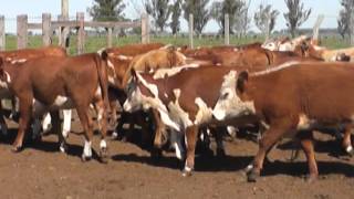 LOS MOLLES  LOTE 3  30 VAQUILLONAS POLLED HEREFORD [upl. by Ttelrahc]