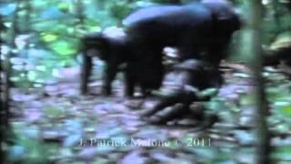 Teaching in wild chimpanzee populations [upl. by Susette977]