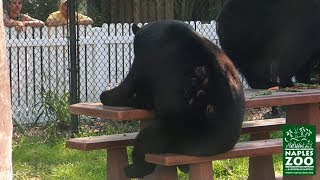 Funny Video of Black Bear Sitting at Picnic Table Eating [upl. by Ail]