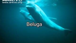 Todas las especies de Ballenas Todos los cetáceos parte 2 [upl. by Hakvir]