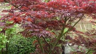 Acer palmatum Atropurpureum [upl. by Wenn]