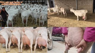 Goat Milking By Hand In Ramzan Gujjars Goat Farm Faislabad Best Beetal Milking Goat In Faislabad [upl. by Huberto]