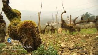 Bandeannonce Millésime  Balade en côte de Beaune [upl. by Riay]