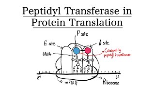 Peptidyl Transferase in Protein Translation  MCAT BIOCHEMISTRY [upl. by Aline830]