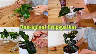 149  Indoor Plant Propagation  Houseplant Chores [upl. by Gagne344]