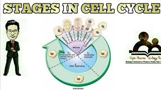 Stages of cell cycledetailed description of interphase for NEET AIIMS JIPMER [upl. by Atsirak]