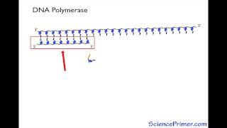 DNA polymerase Overview [upl. by Fritzie]