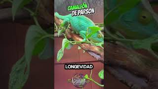 ¡La sorprendente longevidad del camaleón de Parson wildlife vidasalvaje pets chameleon [upl. by Nerrak]